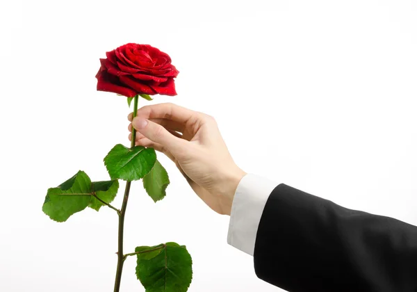 Valentine's Day and Women's Day theme: man's hand in a suit holding a red rose isolated on white background in studio — Stock Photo, Image