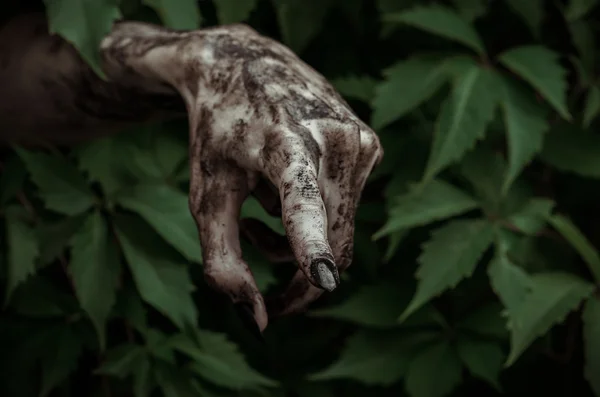 Φρίκη και Απόκριες θέμα: τρομερό βρώμικο χέρι με μαύρα νύχια ζόμπι σέρνεται έξω από τα πράσινα φύλλα, με περπάτημα νεκρούς αποκάλυψη — Φωτογραφία Αρχείου