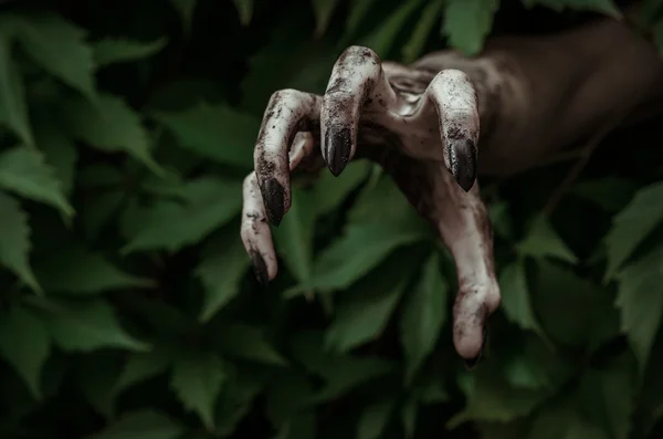 Horror en Halloween thema: verschrikkelijke vuile hand met zwarte vingernagels zombie kruipt uit groene bladeren, wandelen dead Apocalyps — Stockfoto