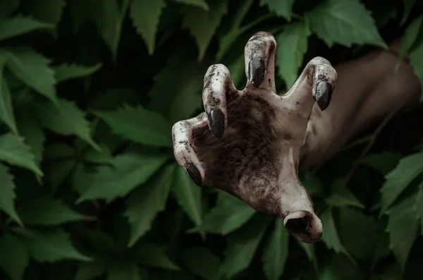 Horror and Halloween theme: terrible dirty hand with black fingernails zombie crawls out of green leaves, walking dead apocalypse — Stock Photo, Image