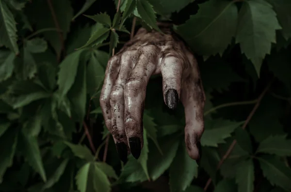 Horror und Halloween-Thema: Schrecklich schmutzige Hand mit schwarzen Fingernägeln Zombie kriecht aus grünen Blättern, geht tot Apokalypse — Stockfoto