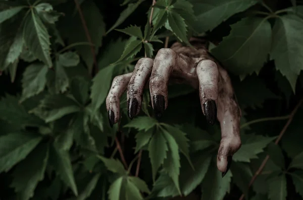 Skräck och Halloween tema: fruktansvärt smutsiga hand med svarta naglar zombie kryper ur gröna blad, walking dead apocalypse — Stockfoto