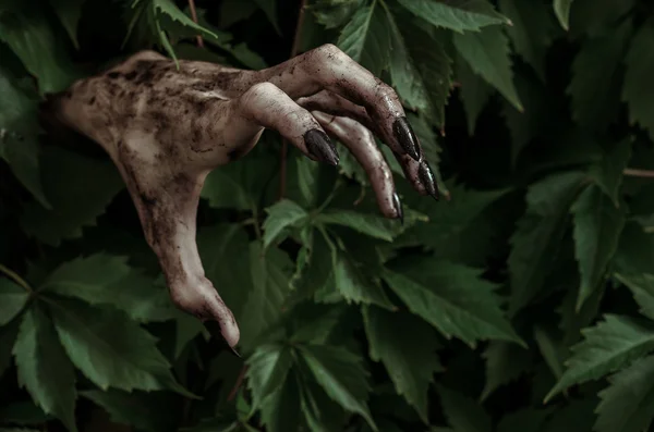 Ужас и тема Хэллоуина: ужасная грязная рука с черными ногтями зомби выползает из зеленых листьев, ходячий мертвый апокалипсис — стоковое фото