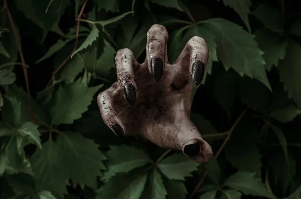 Skräck och Halloween tema: fruktansvärt smutsiga hand med svarta naglar zombie kryper ur gröna blad, walking dead apocalypse — Stockfoto