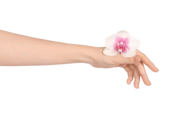 Natura e spa tema vacanza: mano di una donna che tiene un bel fiore viola isolato su uno sfondo bianco in studio — Foto Stock