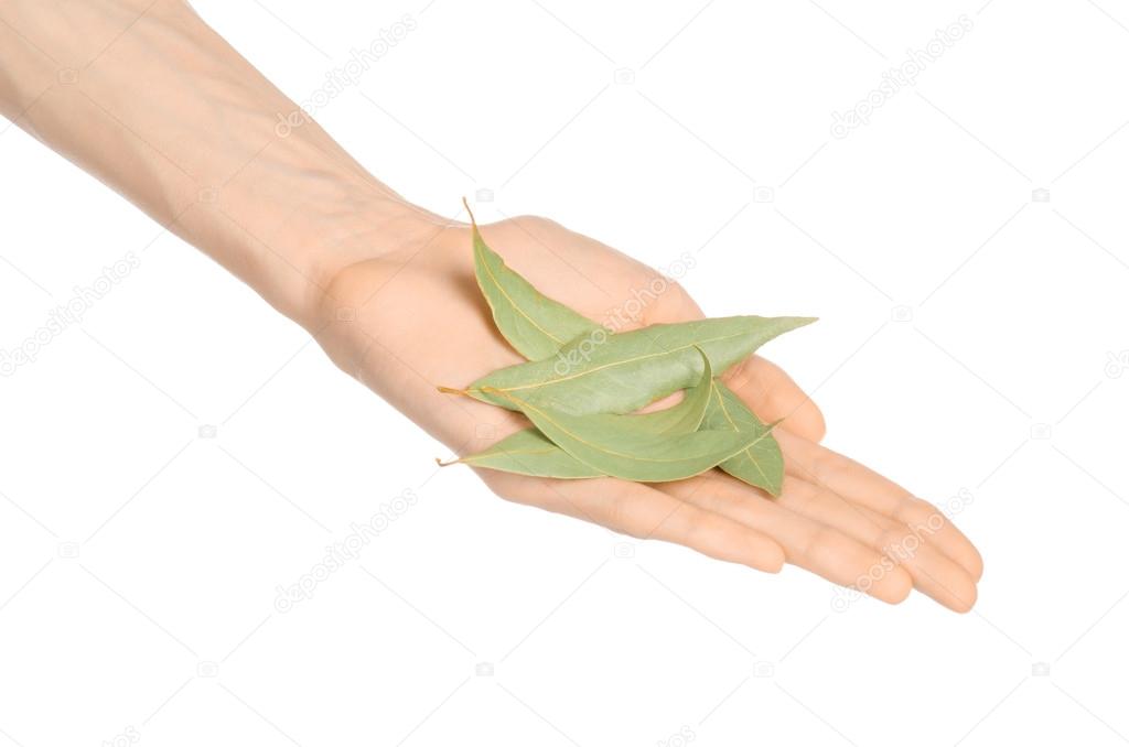 Culinary seasoning and cooking theme: man's hand holding a dry bay leaves on white isolated background in studio