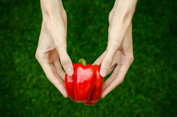Vegetarianos y frutas y verduras frescas sobre la naturaleza del tema: mano humana sosteniendo un pimiento rojo sobre un fondo de hierba verde vista superior —  Fotos de Stock