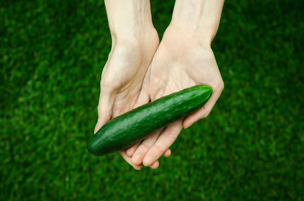 Vegetarianos e frutas e legumes frescos sobre a natureza do tema: mão humana segurando um pepino em um fundo de grama verde vista superior — Fotografia de Stock