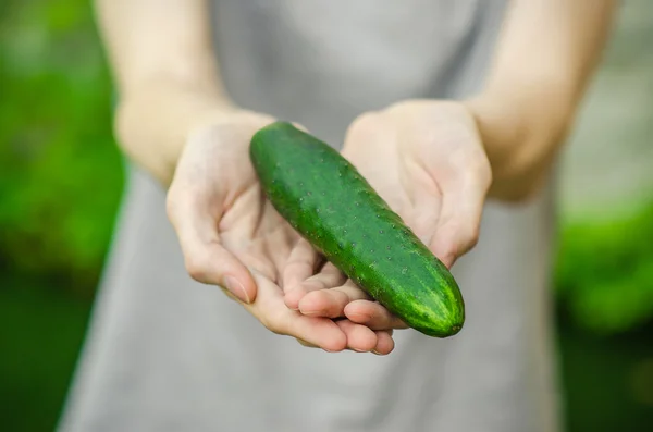 Vegetarians and fresh fruit and vegetables on the nature of the theme: human hand holding a cucumber on a background of green grass — Stockfoto