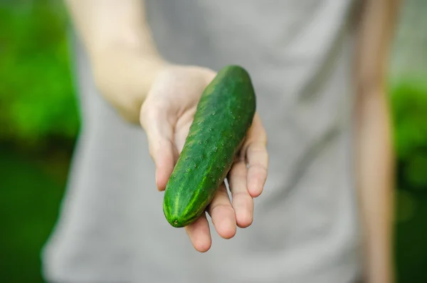 Vegetarians and fresh fruit and vegetables on the nature of the theme: human hand holding a cucumber on a background of green grass — Stockfoto