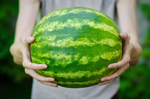 Verão e tema de melancia fresca: um homem detém uma melancia no fundo verde — Fotografia de Stock