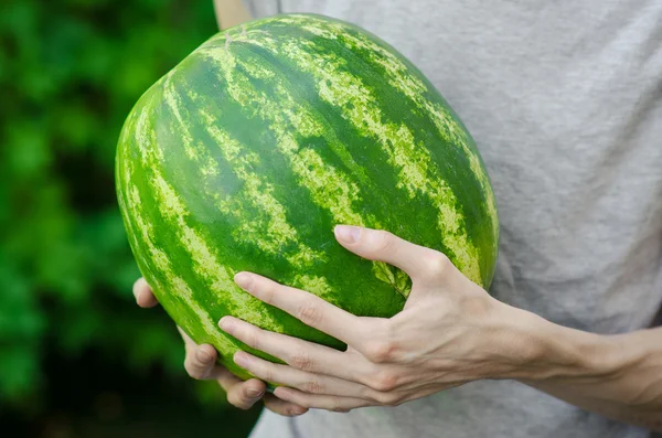 Verão e tema de melancia fresca: um homem detém uma melancia no fundo verde — Fotografia de Stock