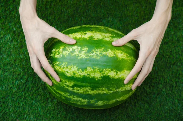 Tópico de verão e melancia fresca: mão humana tocando uma melancia na grama — Fotografia de Stock