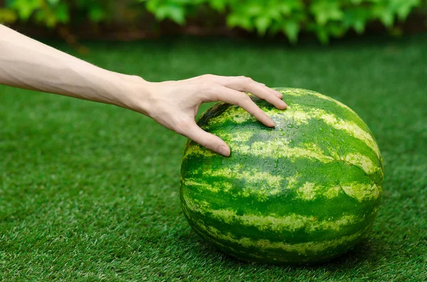 Tópico de verão e melancia fresca: mão humana tocando uma melancia na grama — Fotografia de Stock