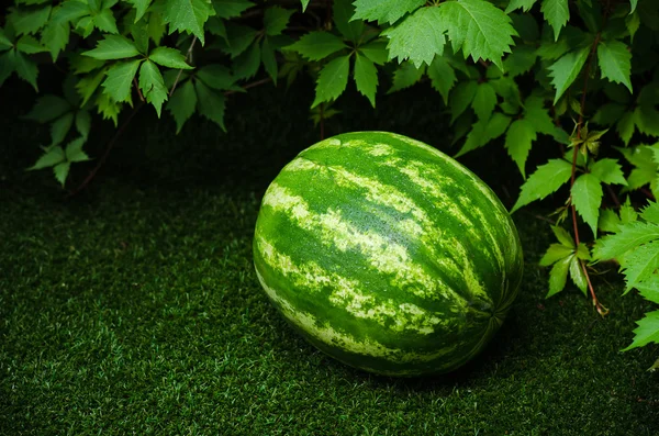 Summer and fresh watermelon theme: beautiful ripe watermelon lying on the grass — Stock Photo, Image