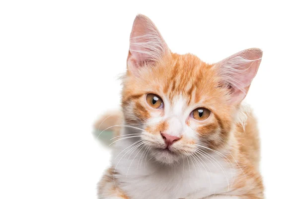 Orange Kitten — Stock Photo, Image