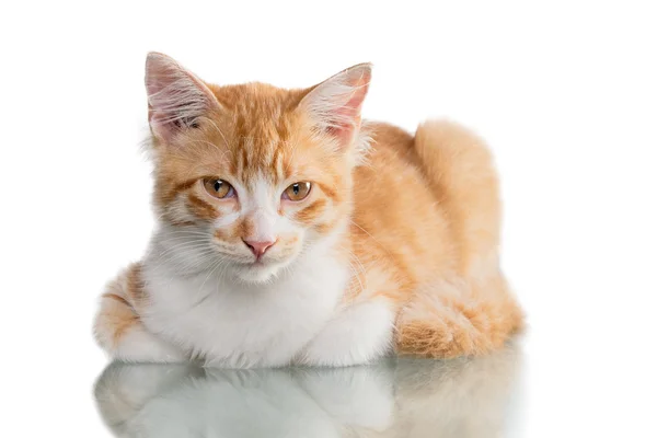 Orange Kitten — Stock Photo, Image