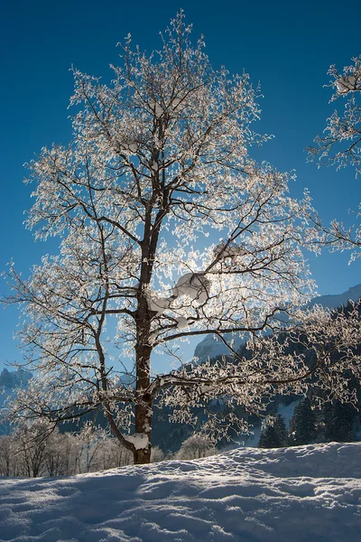 Arbres dans la neige — Photo