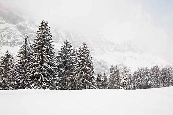 Дерева на снігу — стокове фото