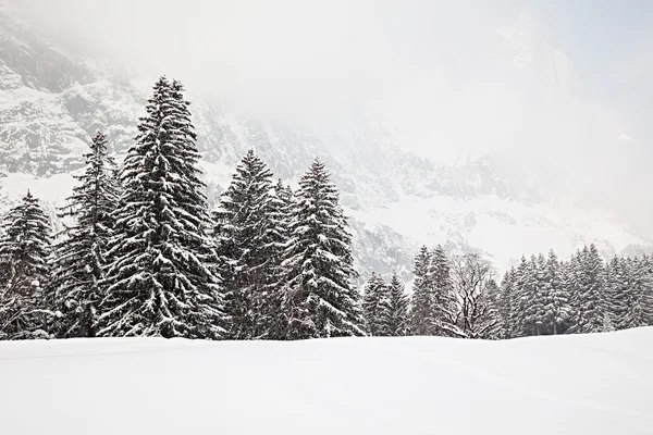 雪の中の木 — ストック写真