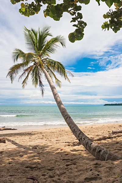 Palmera —  Fotos de Stock