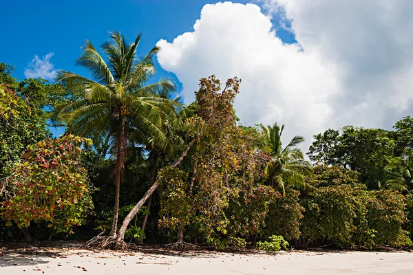 Trópusi strand — Stock Fotó