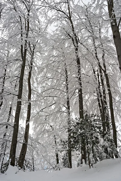 Trees in the Snow — Stock Photo, Image