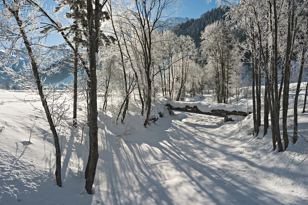 Arbres dans la neige — Photo