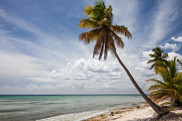 Palma v Sahona Island — Stock fotografie