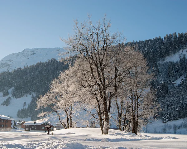 Bomen in de sneeuw — Stockfoto