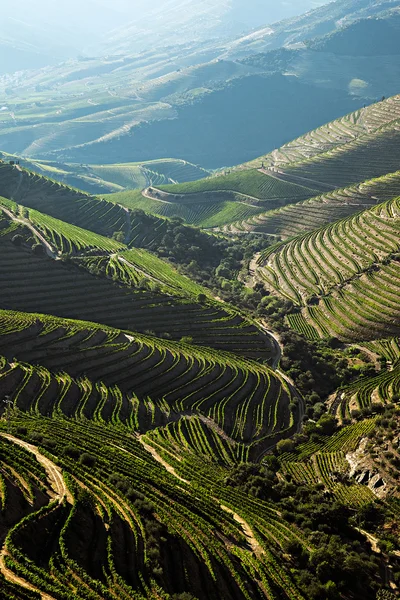 Douro vinice u řeky Stock Obrázky