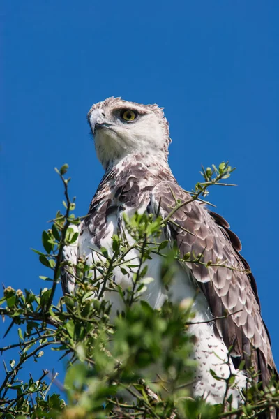 Martial Eagle Royaltyfria Stockbilder