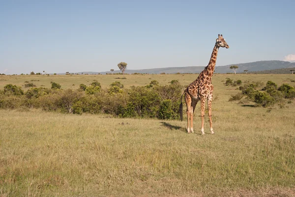Žirafa síťovaná — Stock fotografie
