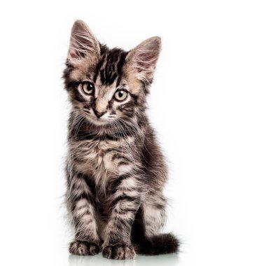 Şirin tüylü yavru kedi