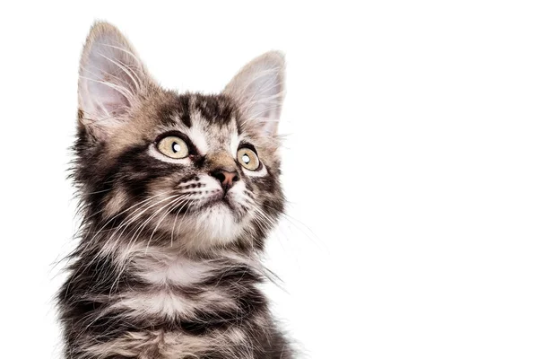 Lindo peludo gatito de cerca — Foto de Stock