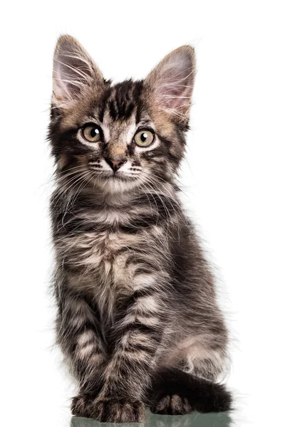 Cute Furry Kitten — Stock Photo, Image