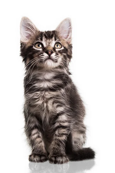 Aranyos szőrös cica Jogdíjmentes Stock Képek