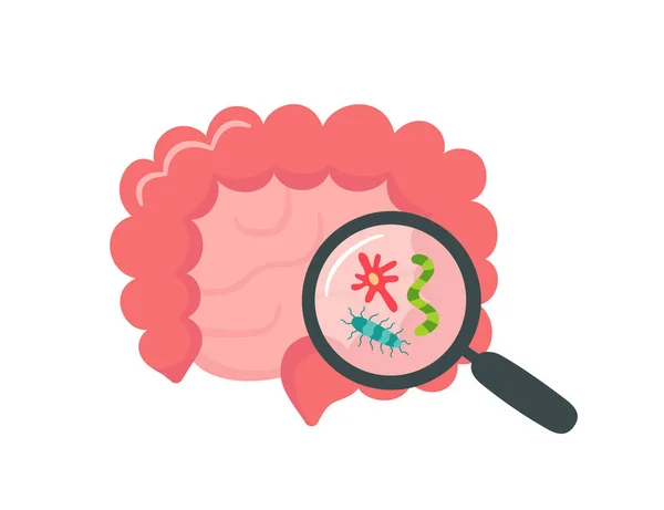 Petit et grand intestin humain et loupe. Microbiote intestinal. SIBO, syndrome de fuite intestinale et croissance de candida. L'intestin abstrait. Illustration vectorielle isolée sur fond blanc — Image vectorielle