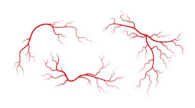 Set of human veins and arteries. Red branching blood vessels and capillaries. Vector illustration isolated on white background clipart