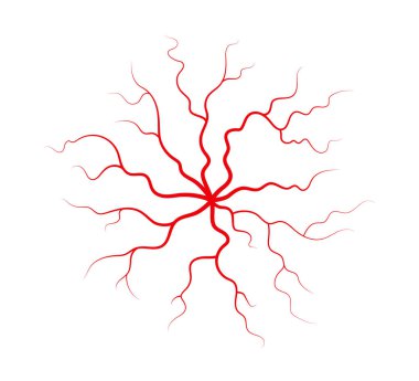 İnsan damarları ve atardamarları. Kırmızı dallanan örümcek şeklinde kan damarları ve kılcal damarlar. Vektör illüstrasyonu beyaz arkaplanda izole edildi