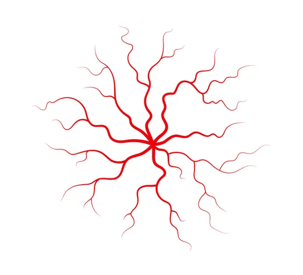 Человеческие вены и артерии. Красные ветвящиеся паукообразные кровеносные сосуды и капилляры. Векторная иллюстрация на белом фоне — стоковый вектор