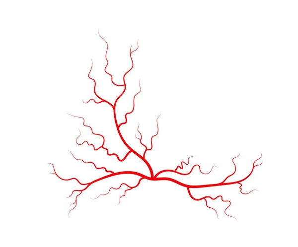 Veias e artérias humanas. Vermelho ramificando vasos sanguíneos em forma de aranha e capilares. Ilustração vetorial isolada sobre fundo branco — Vetor de Stock