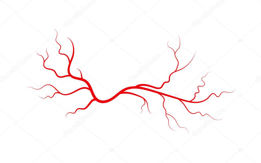 Human veins and arteries. Red branching spider-shaped blood vessels and capillaries. Vector illustration isolated on white background