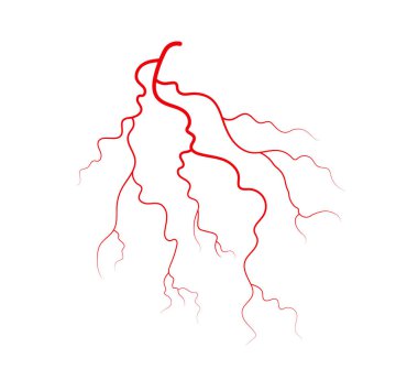 İnsan damarları ve atardamarları. Kırmızı dallanan kan damarları ve kılcal damarlar. Vektör illüstrasyonu beyaz arkaplanda izole edildi