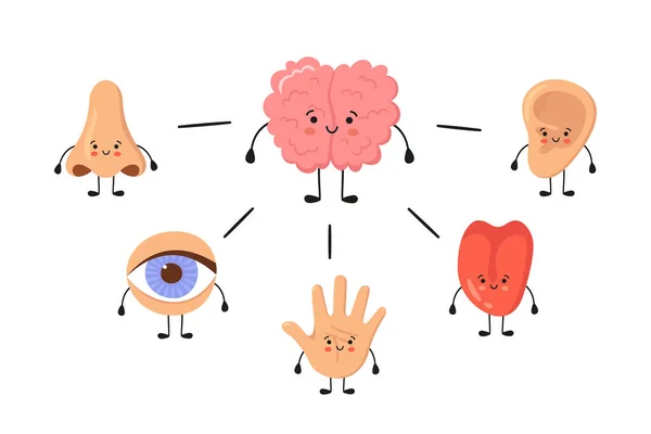 Hersenen en vijf menselijke zintuigen organen kawaii karakters. Neus, oor, hand, tong en oog. Leuke zintuiglijke organen. Zie, hoor, voel, ruik en proef. Vector illustraties geïsoleerd op witte achtergrond — Stockvector