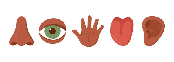 Five human senses organ set. African americans. Nose, ear, hand, tongue, eye. Sensory organs set. See, hear, feel, smell and taste. Vecor illustrations isolated on white background — Stock Vector