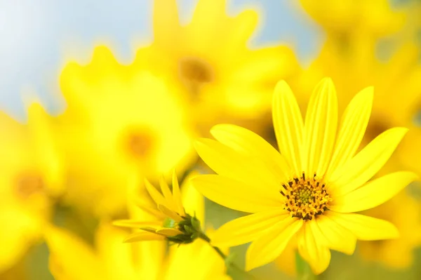 Sarı Arnica çiçek kartpostalı. Sarı çiçeklerdeki bulanık arkaplan. Duvar kağıdı. Şenlikli. Monoton sarı.