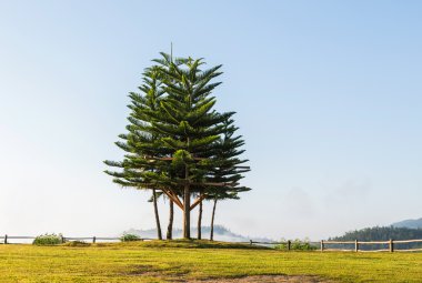 Norfolk island pine (araucaria heterophylla) trees on top of the hill clipart