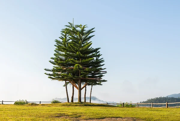 Norfolk island pine (araucaria heterophylla) trees on top of the hill — Stock Photo, Image