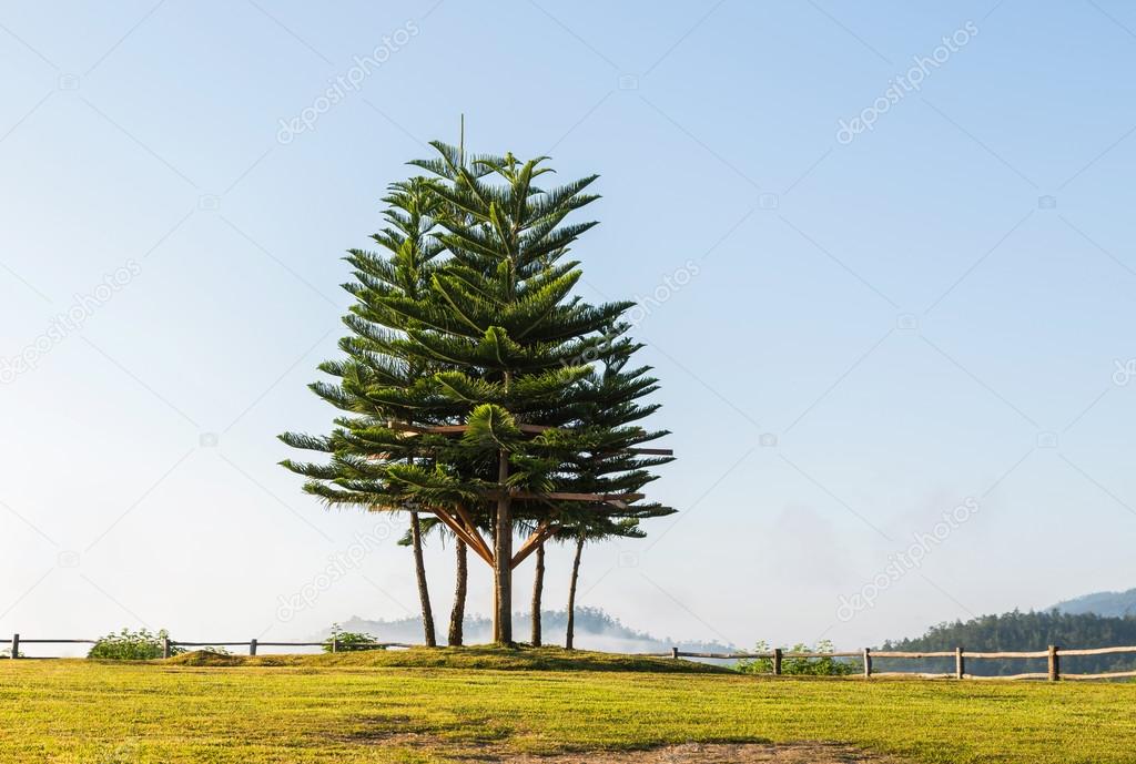 Norfolk island pine (araucaria heterophylla) trees on top of the hill